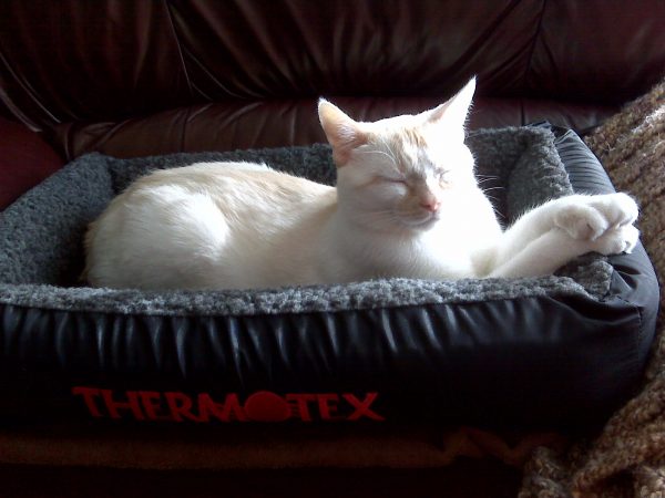 Thermotex Far Infrared Heating Pet Bed - Small